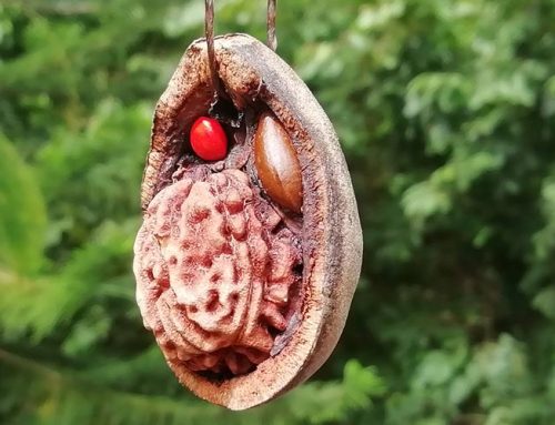 Different types of Rudraksha beads and their benefits